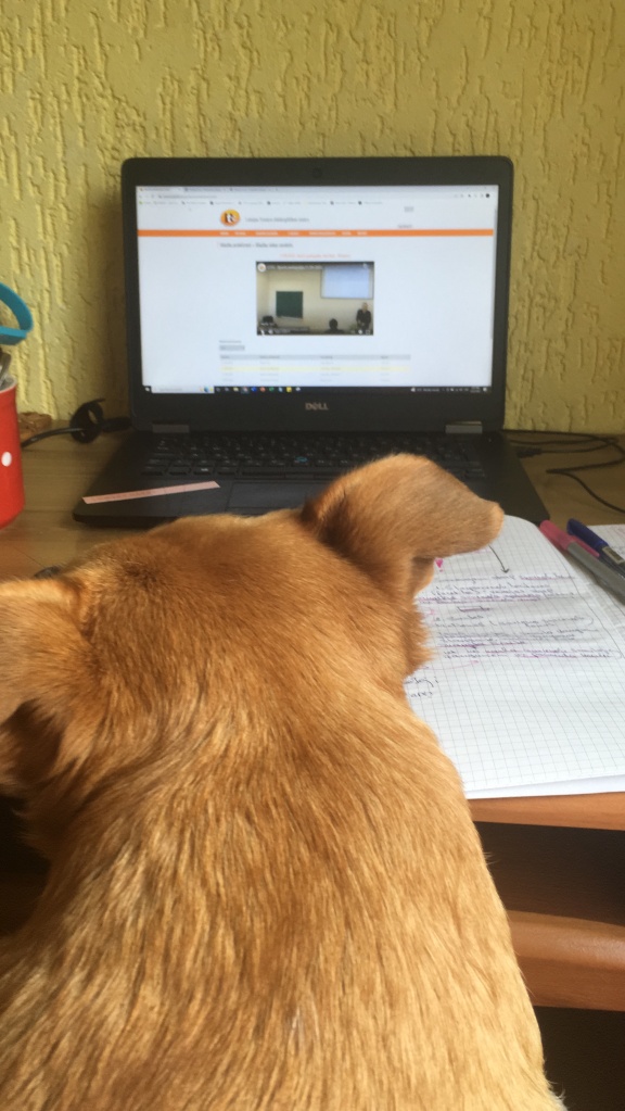 Study Dog and a Well Organized Notebook
